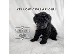 Yellow collar girl