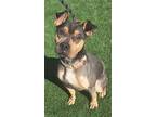 Adopt ROLLIE a Shar-Pei, Australian Kelpie