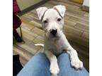 Adopt Olaf a Pit Bull Terrier