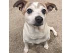 Adopt Captain Jack 2024 a Jack Russell Terrier