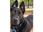 Adopt Chirp a German Shepherd Dog, Rottweiler