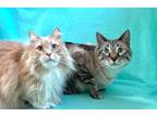 Adopt Buffer and Levi a Domestic Long Hair
