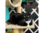 Adopt Batman a American Shorthair