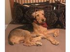 Adopt Beau " Airedale Terrier Male. Adult Man's Best Friend " a Airedale Terrier