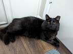 Adopt Ozzy " Male Hunk From Feral to Friendly Handsome Boy " a Domestic Medium