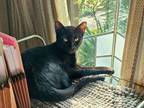 Adopt Coffee " Loves Everyone " a Oriental Short Hair, Domestic Short Hair