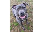 Adopt Dunce a American Staffordshire Terrier