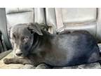 Adopt Kiko a Labrador Retriever, American Staffordshire Terrier