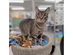 Adopt Tanner a Domestic Short Hair