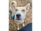 Adopt Aristotle a Husky, Labrador Retriever