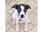 Adopt Hank a Great Pyrenees, Pit Bull Terrier