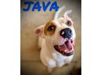 Adopt Java a Pit Bull Terrier