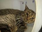 Adopt Elvis a Domestic Short Hair