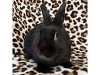 Adopt Bash a Bunny Rabbit