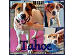 Adopt Tahoe a Jack Russell Terrier, Australian Cattle Dog / Blue Heeler