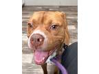 Adopt Baxter a American Staffordshire Terrier, Mixed Breed