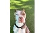 Adopt Boomer a American Staffordshire Terrier