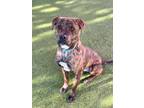 Adopt Seymour a American Staffordshire Terrier