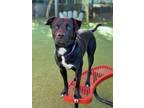 Adopt Landon a Labrador Retriever