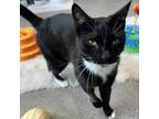 Adopt Baby Storm a Domestic Short Hair