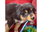 Australian Shepherd Puppy for sale in Courtland, AL, USA