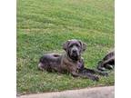 Cane Corso Puppy for sale in Mendenhall, MS, USA