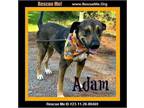 Adopt Adam a German Shepherd Dog