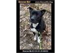 Adopt Xavier a Pit Bull Terrier