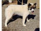 Adopt Blaze a Collie, Husky