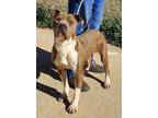 Adopt Jay Jay a Pit Bull Terrier