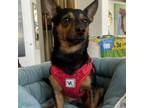 Adopt Champ a Miniature Pinscher, Mixed Breed