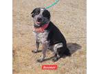 Adopt Boomer a Australian Cattle Dog / Blue Heeler, Border Collie