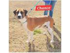 Adopt Chance a Boxer, Beagle