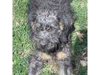 Labradoodle Puppy for sale in Peoria, IL, USA