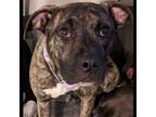 Adopt Percy a Pit Bull Terrier