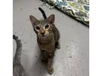 Adopt Macaroon a Domestic Short Hair