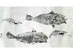 Tres Pompano Gyotaku with Shrimp Print 30 x 13.5 in 22 x 13.5