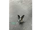 Adopt JB a Australian Cattle Dog / Blue Heeler