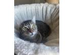 Adopt Filly a Domestic Short Hair