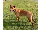 Adopt Red a German Shepherd Dog, Rottweiler