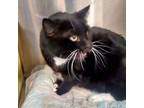 Adopt ROSCOE a Tuxedo, Domestic Short Hair