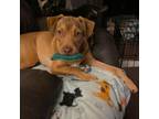 Adopt Polo a Labrador Retriever, Doberman Pinscher