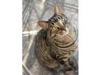 Adopt Prince a Domestic Short Hair