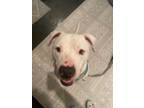 Adopt Max a Dogo Argentino, Pit Bull Terrier