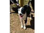 Adopt Tux a Pit Bull Terrier