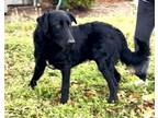 Adopt Midnight a Flat-Coated Retriever