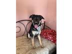 Adopt Gary a Australian Shepherd, Shepherd