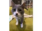 Adopt Asher Kitty a Domestic Short Hair