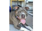 Adopt Twain a American Staffordshire Terrier