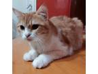 Adopt Aladin 7,months Kitten a Turkish Van